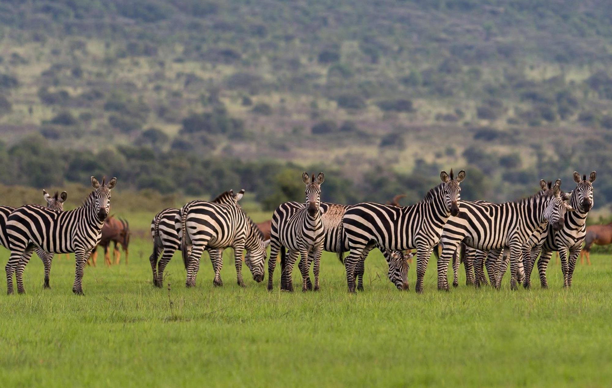 Akagera national park Rwanda | Mum and Dad Uganda Tours 