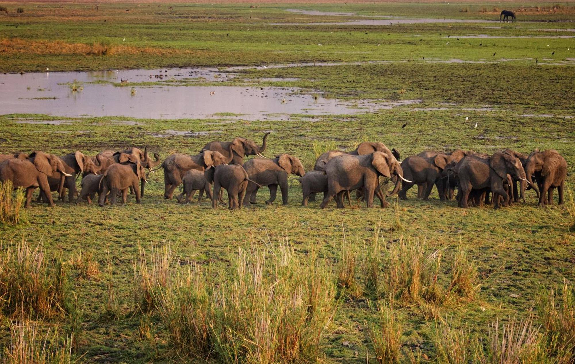 Liwonde | African Parks
