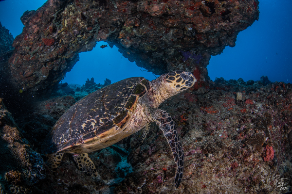 Bazaruto Turtles