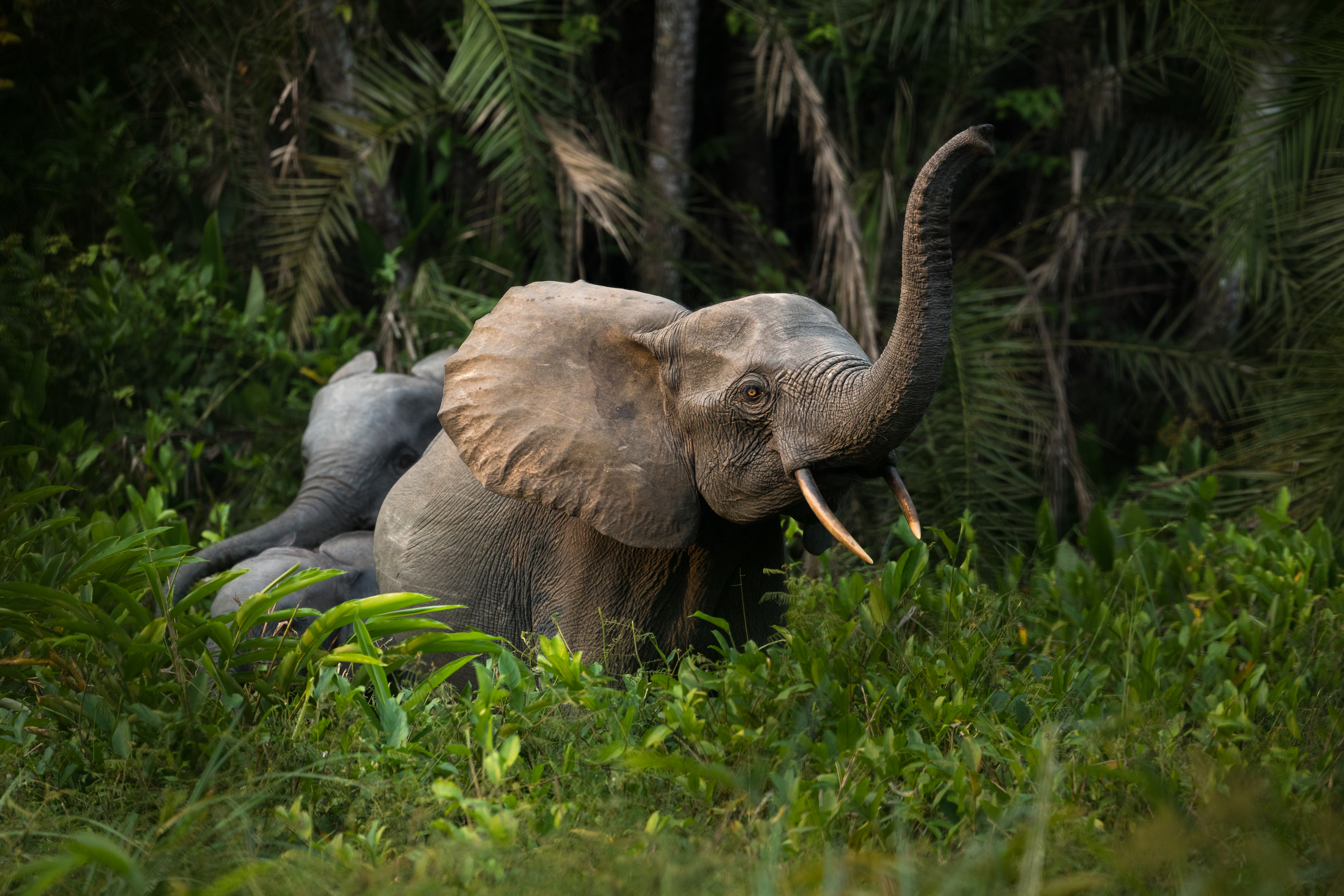 Odzala Forest Elephants