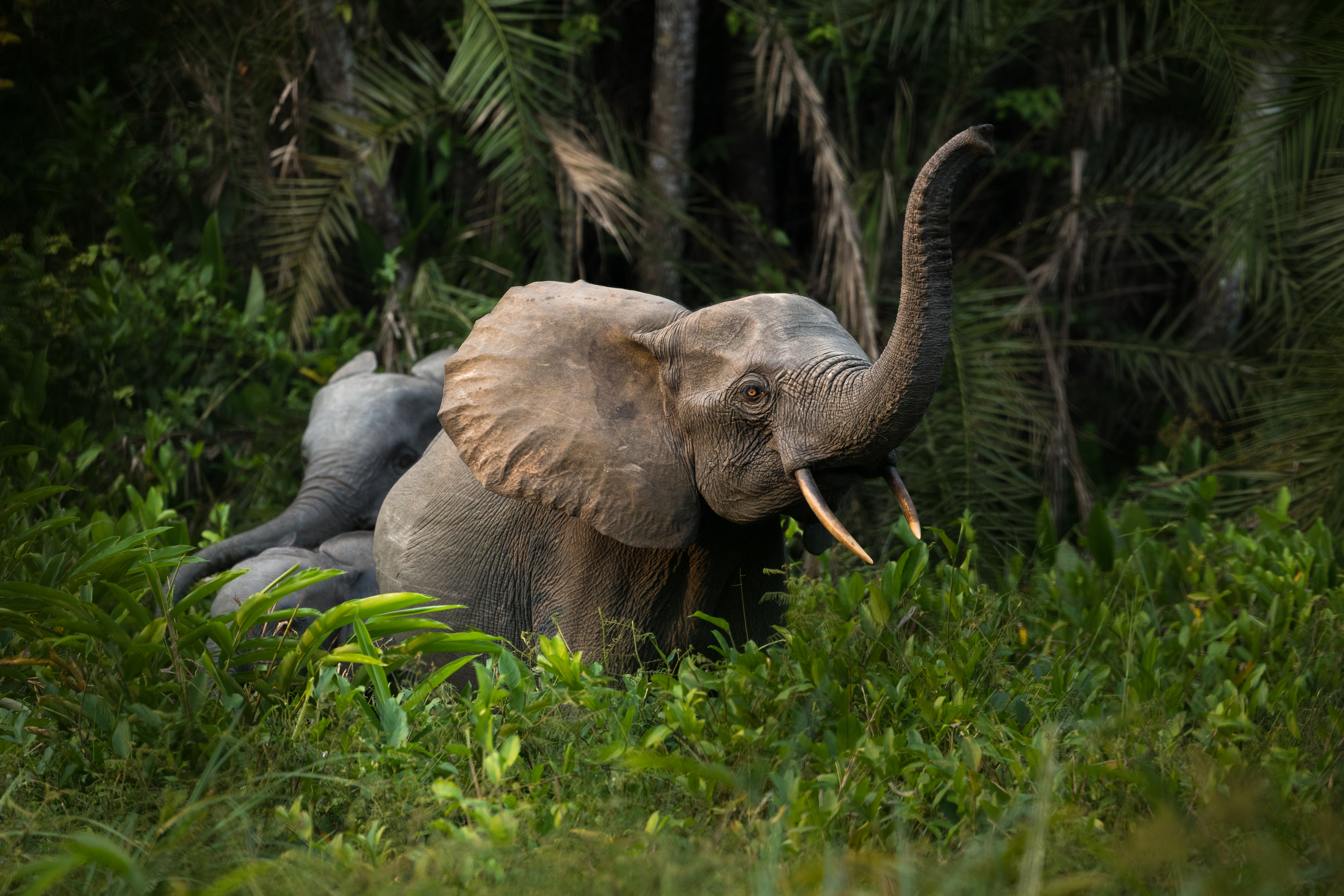 Basic Facts About Elephants - Global Sanctuary For Elephants