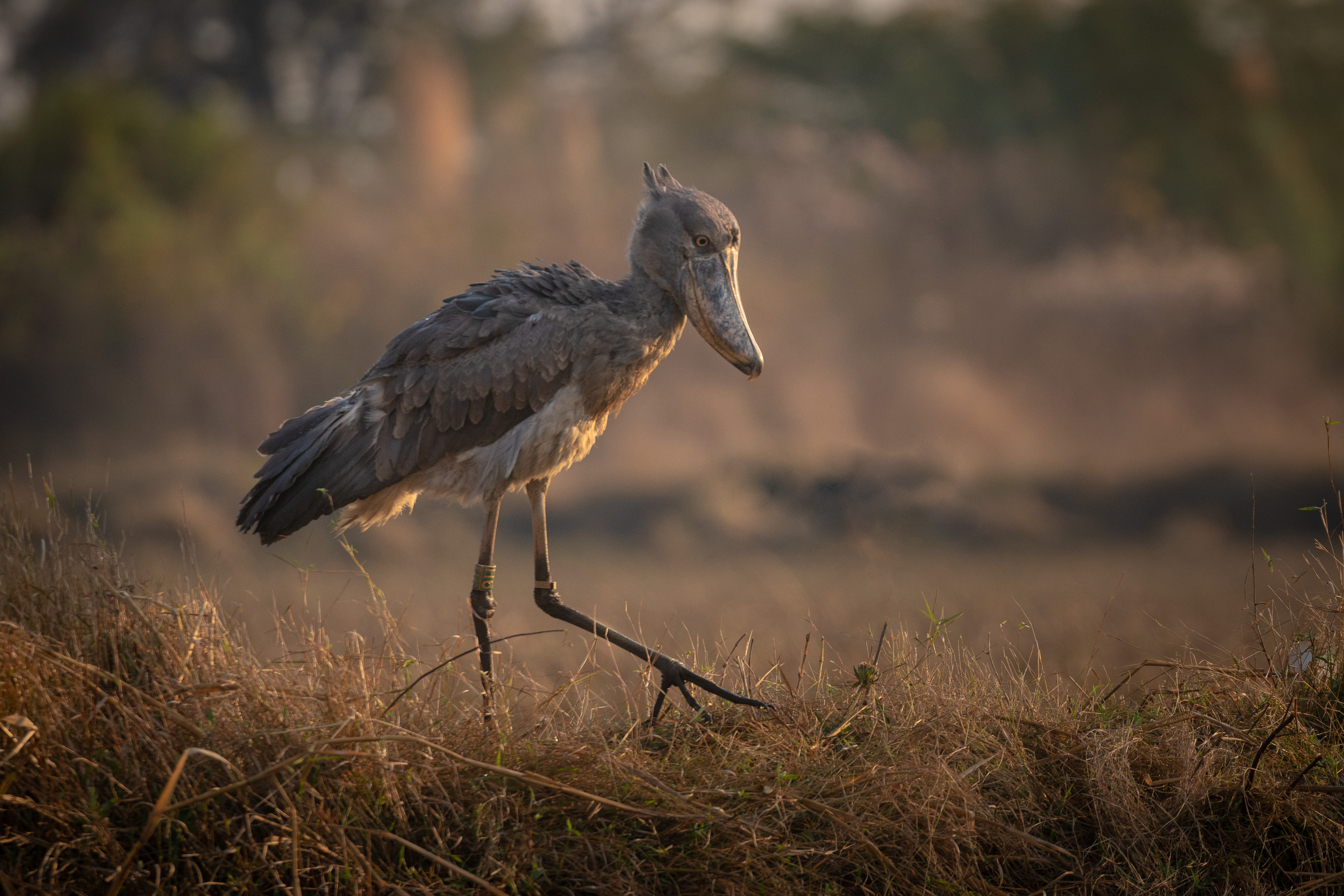 Shoebill