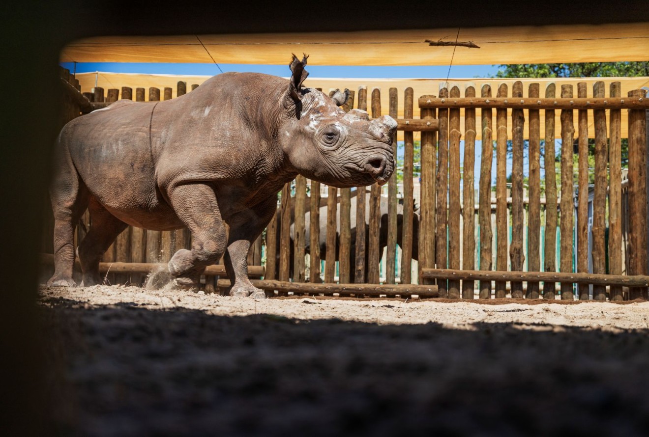 Black rhino in Matus 