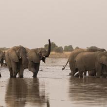 Elephants drinking at Zakouma National Park