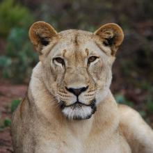 Lion guardian at Akagera National Park 