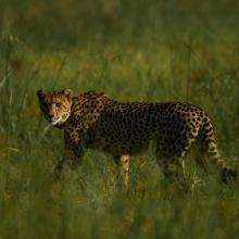 Naude Heunis Cheetah Liwonde 
