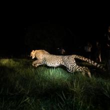 Cheetahs Bangweulu