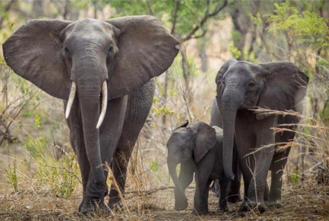 Malawi to relocate 500 elephants to new home