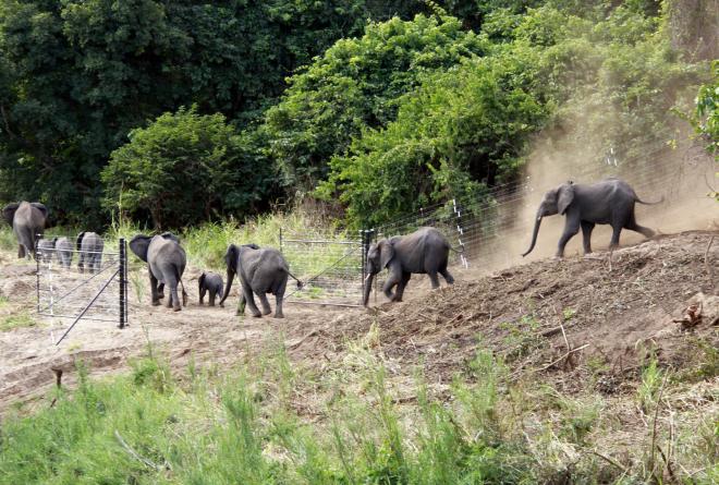Translocated elephants make their way from the release boma into Nkhotakota © Will Whitford