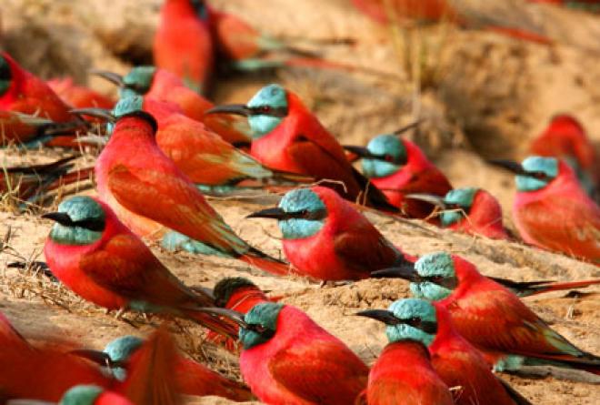 Spectacular colonies of carmine bee-eaters. 