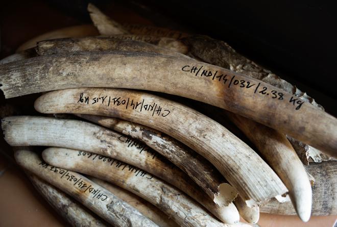 Terrorist groups fund activities through illegal ivory poaching. 
