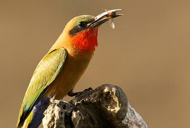 388 bird species found in the park, including red-throated bee-eater.