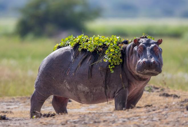 Hippo at Akagera