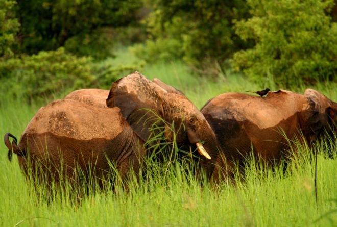 Elephants in Pendjari National Park 