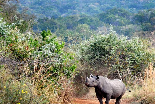 Rhino Akagera