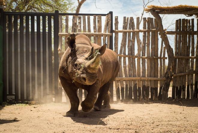 Rhino released Kyle de Nobrega