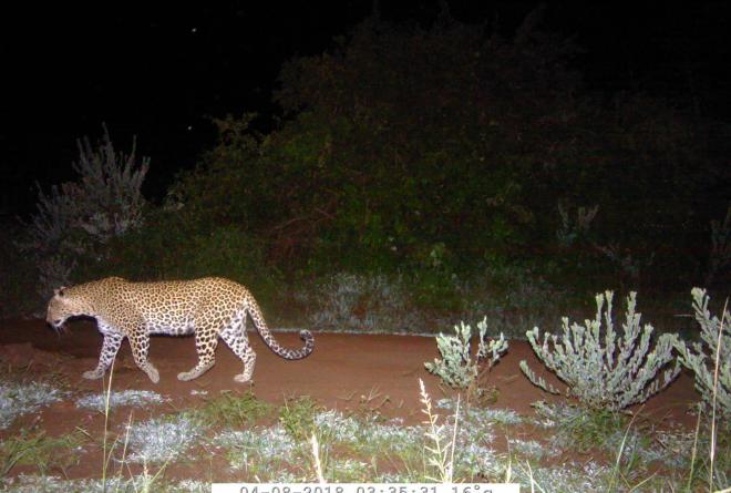 Leopard camera trap Akagera
