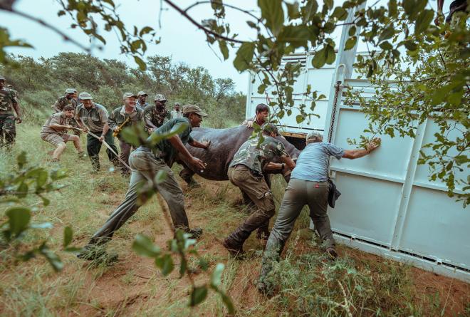 The team helps to guide a rhino into a crate for loading onto transport vehicles.
