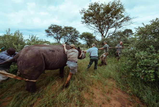 The capture team assists in navigating a tranquilised rhino towards the crate for transport.
