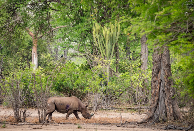 Rhino in Malawi