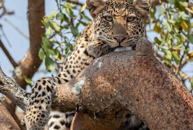 Hein Meyers Leopard Akagera