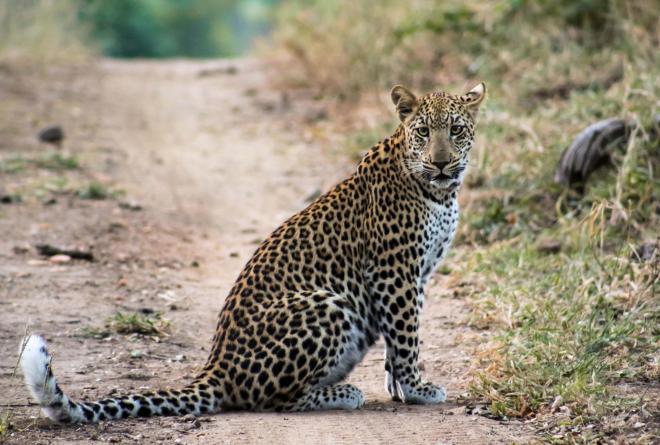 Fauna Majete Leopard Anel Olivier