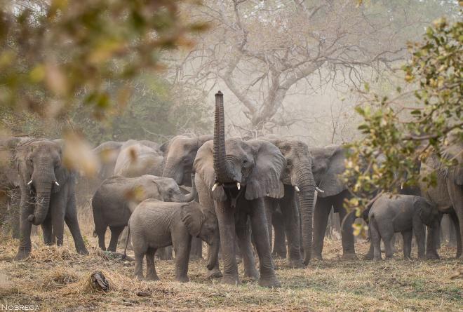 Zakouma Law Enforcement Strategy Elephants 