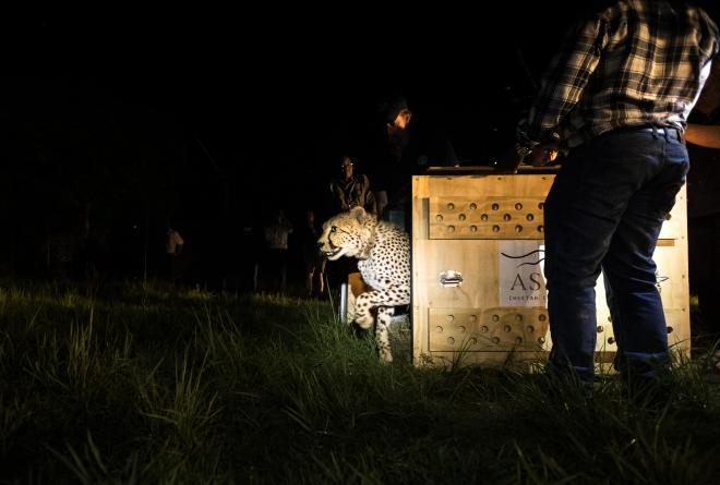 Cheeta Zambia