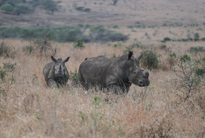 White Rhinos at Phinda Private Game Reserve