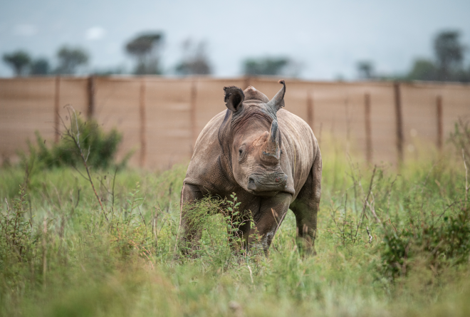 White rhino released into Akagera, Rwanda