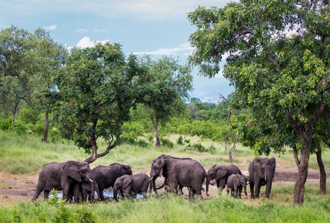 Marcus Westberg Elephants Majete