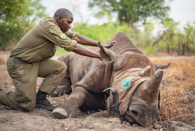 African Parks’ experience in rhino translocations make this a valuable conservation tool to ensure a future for rhinos