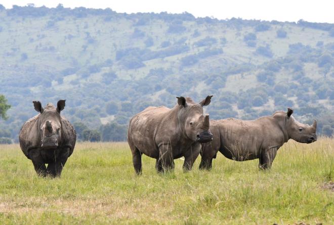 White rhinos released in Akagera, Rwanda