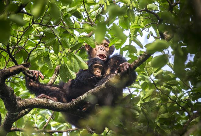 Chimpanzee with baby in the canopy