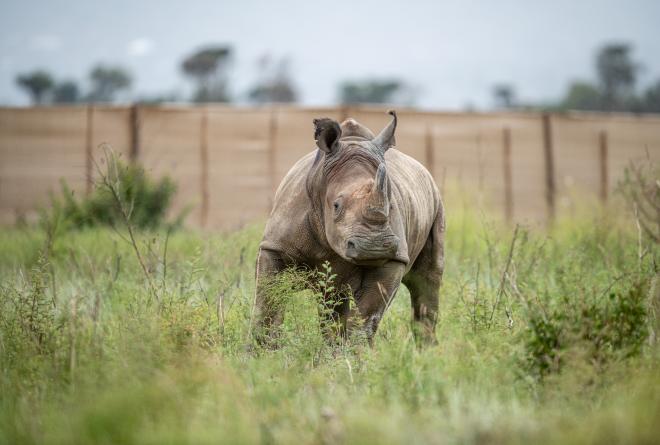 White Rhino trotting in a field with a wooden fence in the distant background