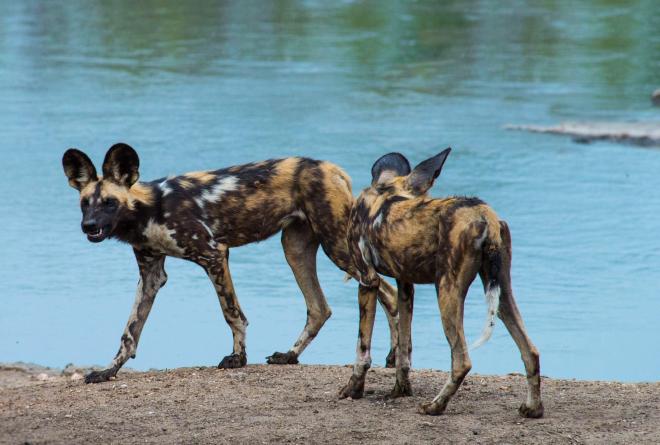 Wild dogs roaming next to the water in Majete Wildlife Reserve