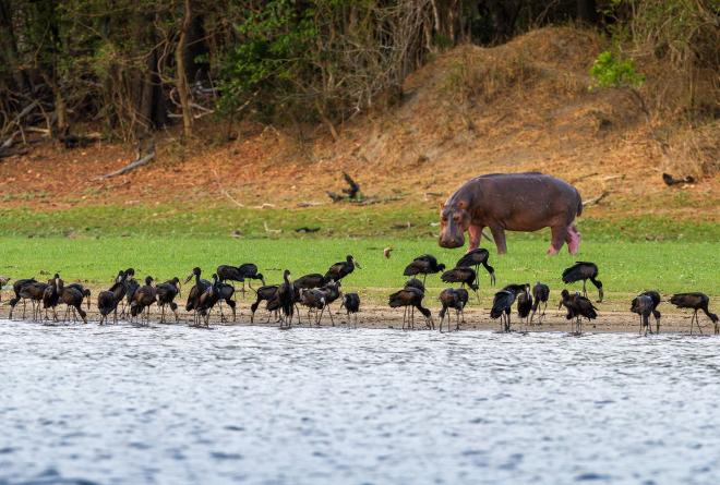 A hippo observes a flock of black birds along the water 
