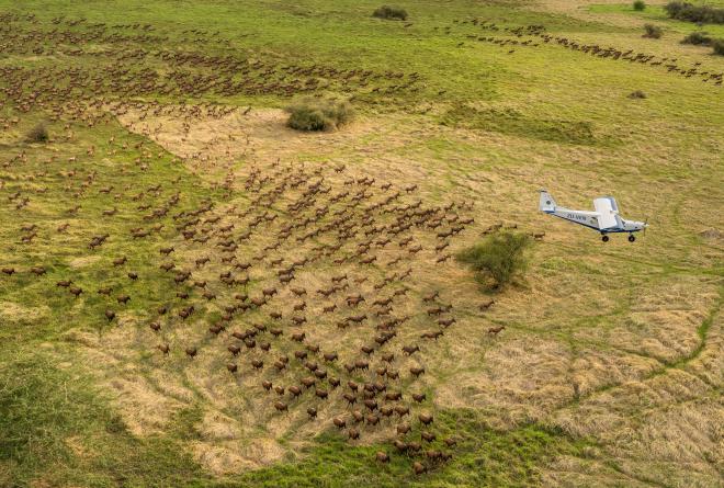 Aerial view of tiang antelope herds running while an aeroplane flies overhead
