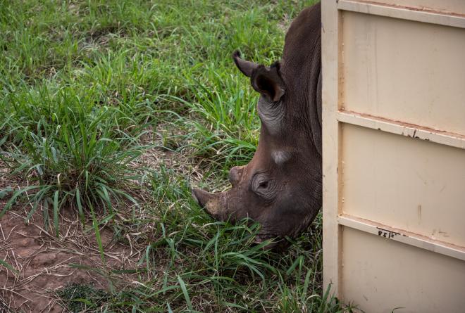 rhino in container
