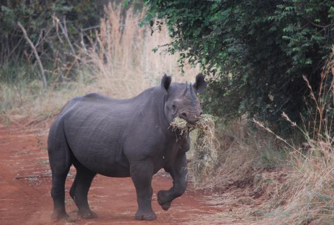rhino in Akagera