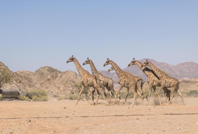 Giraffe Reintroduced to Angola's Iona National Park