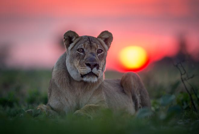Lioness sitting with the sunset background