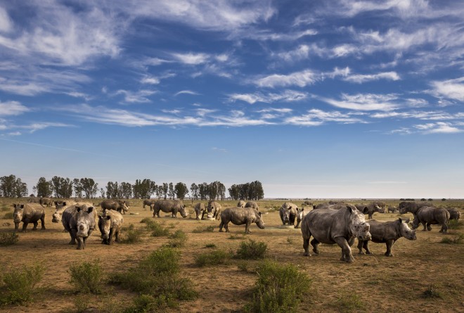 Rhinos in a farm 