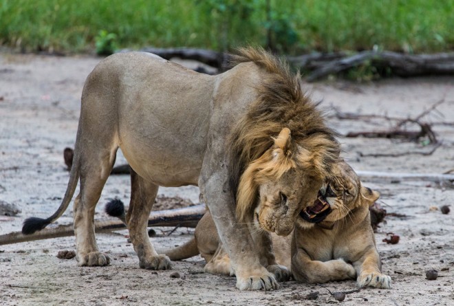 Lions in Majete Wildlife Reserve © Marcus Westberg