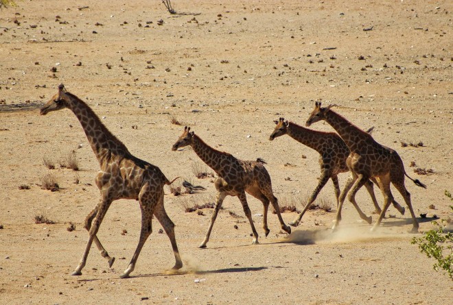 Giraffe Translocaiton in Iona National Park in Angola © Priya Tekriwal