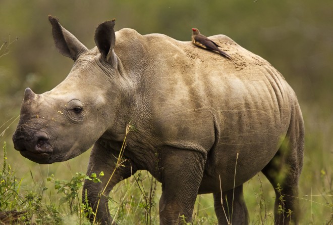 White Rhino to Be Released Over Next 10 years © Brent Stirton