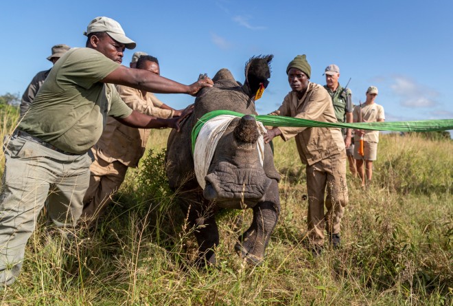 Rhino being pushed and pulled by men