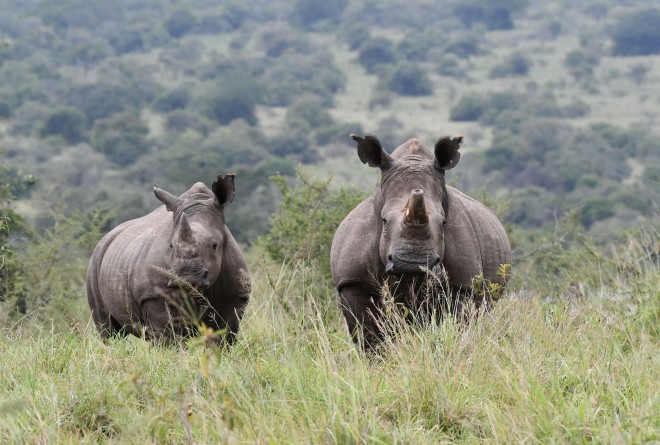 White rhino in Akagera National Park, Rwanda © Drew Bantlin 