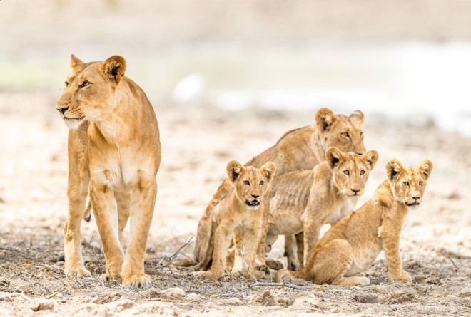 Lions in Zakouma 