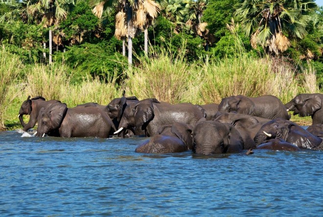 Liwonde Elephant in the river